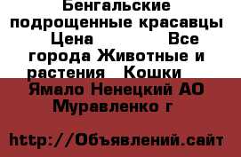 Бенгальские подрощенные красавцы. › Цена ­ 20 000 - Все города Животные и растения » Кошки   . Ямало-Ненецкий АО,Муравленко г.